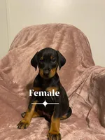 Bristol , a female Doberman Pinscher for sale in Mebane, NC – 1 of 5
