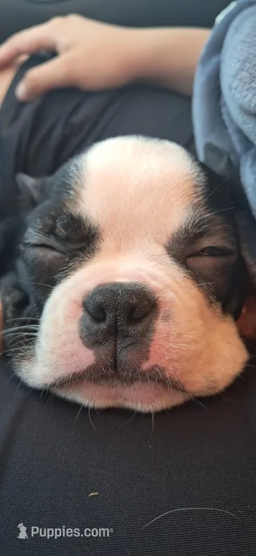 Pumpkin   – Boston Terrier puppy for sale in Durham, NC
