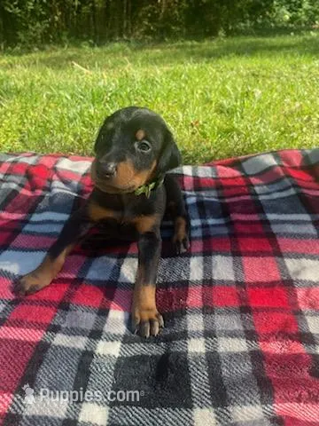 Cairo  – Doberman Pinscher puppy for sale in Mebane, NC