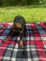 Cairo , a male Doberman Pinscher for sale in Mebane, NC – 1 of 10