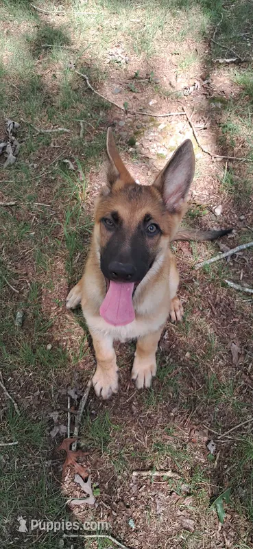 Turbo  – German Shepherd Dog puppy for sale in Hillsborough, NC