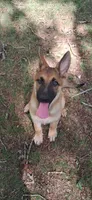 Turbo , a male German Shepherd Dog for sale in Hillsborough, NC – 1 of 4