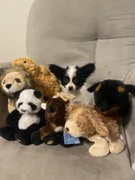 Levi , a female Papillon for sale in Mebane, NC – 5 of 5