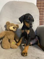 Jericho , a male Doberman Pinscher for sale in Mebane, NC – 4 of 8