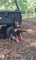 Oregon , a male Doberman Pinscher for sale in Mebane, NC – 9 of 10