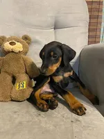 Jericho , a female Doberman Pinscher for sale in Mebane, NC – 4 of 8