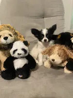 Levi , a female Papillon for sale in Mebane, NC – 2 of 5