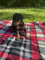 Cairo , a male Doberman Pinscher for sale in Mebane, NC – 6 of 10