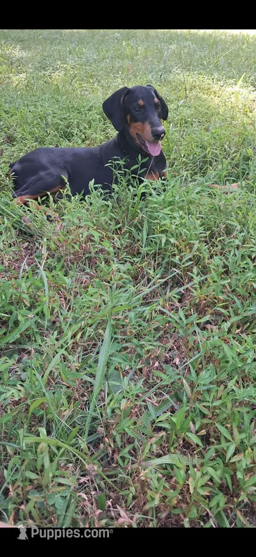 Alaska  – Doberman Pinscher puppy for sale in Mebane, NC