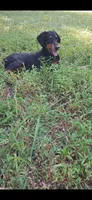Alaska , a female Doberman Pinscher for sale in Mebane, NC – 1 of 3
