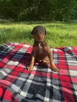 Cairo , a male Doberman Pinscher for sale in Mebane, NC – 3 of 10