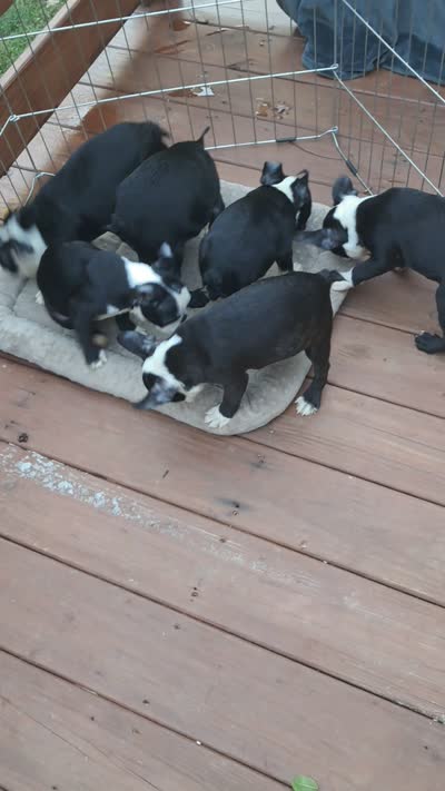 Winter, a female Boston Terrier for sale in Durham, NC – 8 of 8