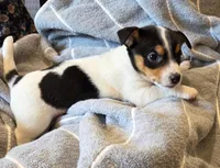 Rosie, a female Jack Russell Terrier for sale in Penn Yan, NY – Photo 1 of 2