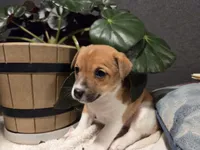 Sheila, a female Jack Russell Terrier for sale in Penn Yan, NY – Photo 2 of 2