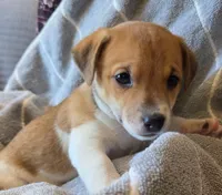 Sheila, a female Jack Russell Terrier for sale in Penn Yan, NY – Photo 1 of 2