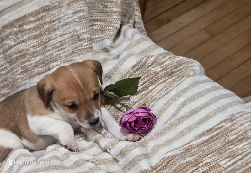 Kody – Jack Russell Terrier puppy for sale in Penn Yan, NY