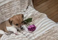 Kody, a male Jack Russell Terrier for sale in Penn Yan, NY – Photo 1 of 2