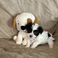 Boomer, a male Yorkshire Terrier for sale in Bellevue, NE – 4 of 8