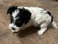 Cutie, a female Yorkshire Terrier for sale in Bellevue, NE – Photo 6 of 7