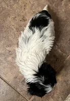 Cutie, a female Yorkshire Terrier for sale in Bellevue, NE – Photo 7 of 7