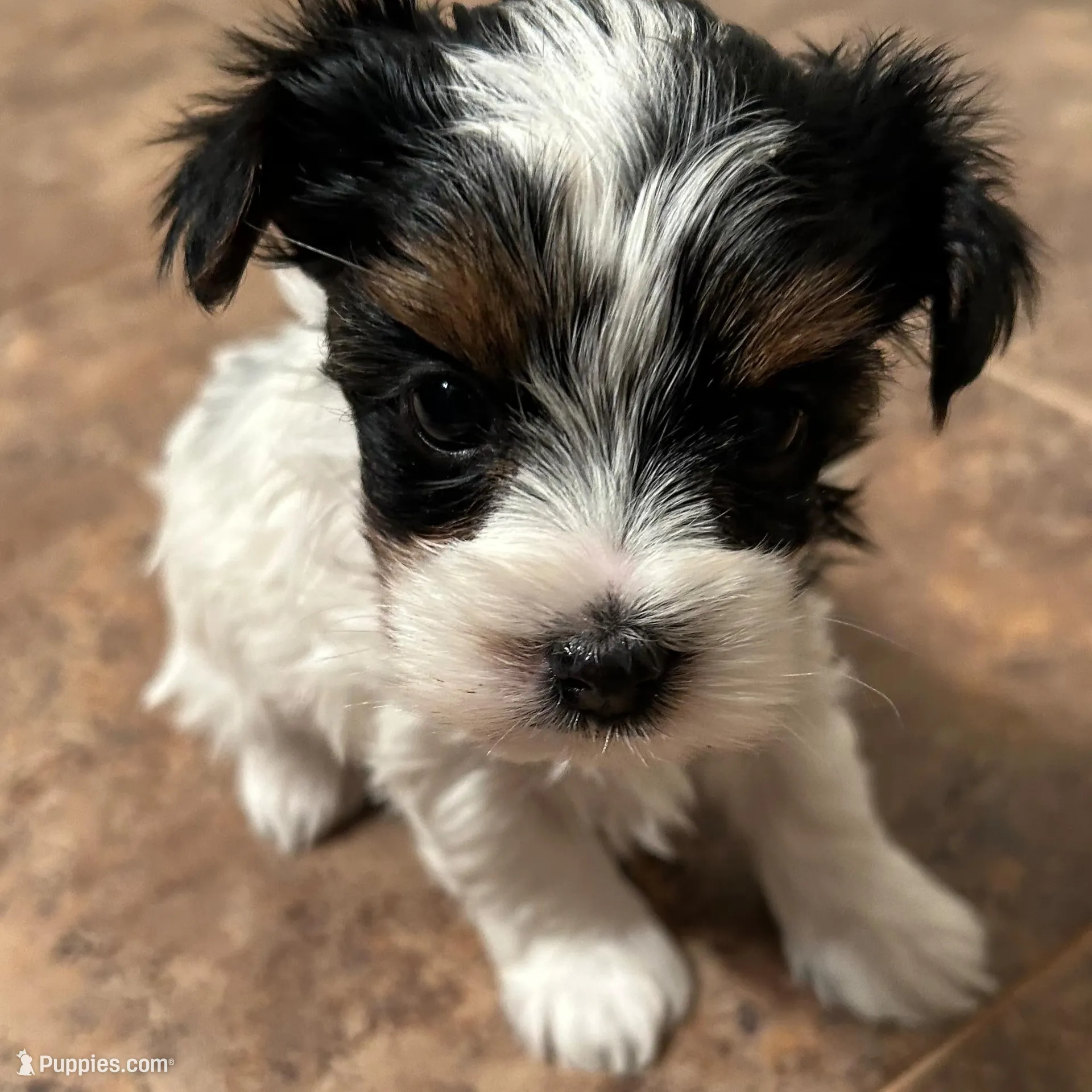 Cutie, a female Yorkshire Terrier for sale in Bellevue, NE – Photo 3 of 7