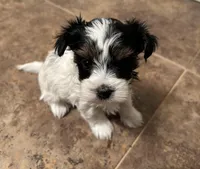 Cutie, a female Yorkshire Terrier for sale in Bellevue, NE – Photo 4 of 7