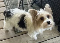Dolly's Litter, a  Yorkshire Terrier for sale in Bellevue, NE – 5 of 10