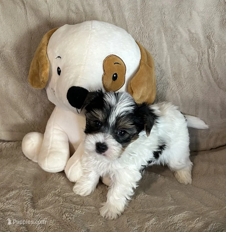 Raider – Yorkshire Terrier puppy for sale in Bellevue, NE