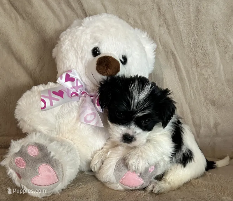Ziggy – Yorkshire Terrier puppy for sale in Bellevue, NE