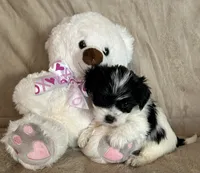 Ziggy, a female Yorkshire Terrier for sale in Bellevue, NE – 1 of 8