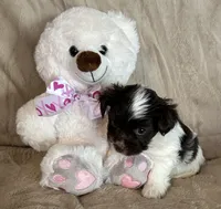 Dots, a female Yorkshire Terrier for sale in Bellevue, NE – 3 of 6