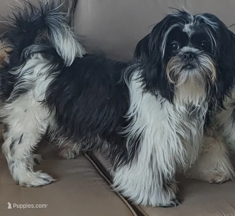 Snookums – Shih Tzu puppy for sale in Bellevue, NE