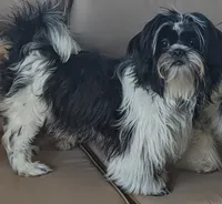 Snookums, a female Shih Tzu for sale in Bellevue, NE – 1 of 6