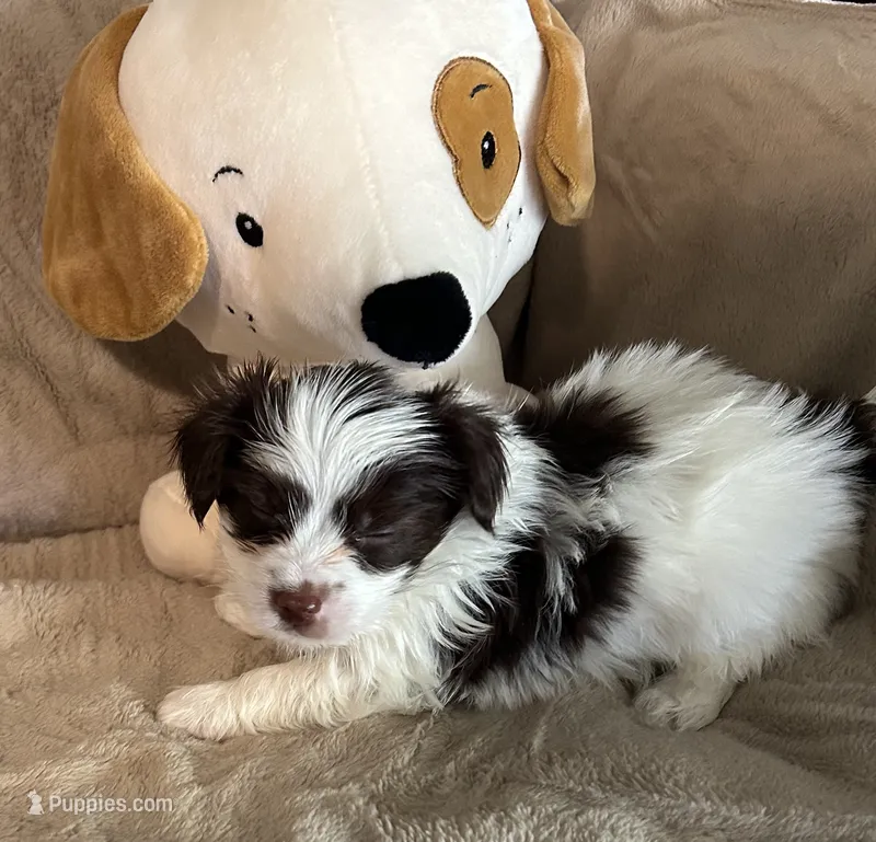 Captain Hook – Yorkshire Terrier puppy for sale in Bellevue, NE