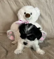 Ziggy, a female Yorkshire Terrier for sale in Bellevue, NE – 7 of 8