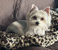 Iddy Bitty, a female Yorkshire Terrier for sale in Bellevue, NE – Photo 1 of 9