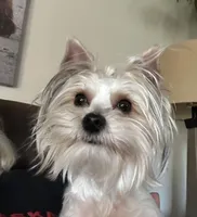 Iddy Bitty, a female Yorkshire Terrier for sale in Bellevue, NE – Photo 9 of 9