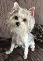 Iddy Bitty, a female Yorkshire Terrier for sale in Bellevue, NE – Photo 5 of 9