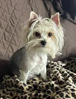 Iddy Bitty, a female Yorkshire Terrier for sale in Bellevue, NE – Photo 2 of 9