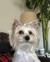 Iddy Bitty, a female Yorkshire Terrier for sale in Bellevue, NE – Photo 4 of 9