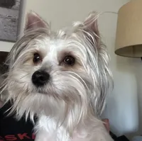 Iddy Bitty, a female Yorkshire Terrier for sale in Bellevue, NE – Photo 7 of 9