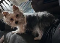 Iddy Bitty, a female Yorkshire Terrier for sale in Bellevue, NE – Photo 8 of 9