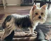 Iddy Bitty, a female Yorkshire Terrier for sale in Bellevue, NE – Photo 6 of 9