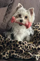 Iddy Bitty, a female Yorkshire Terrier for sale in Bellevue, NE – Photo 3 of 9