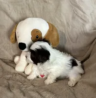Boomer, a male Yorkshire Terrier for sale in Bellevue, NE – 7 of 8
