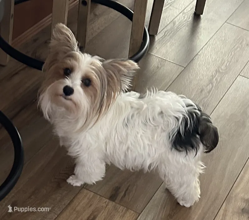 Dolly's Litter – Yorkshire Terrier puppy for sale in Bellevue, NE