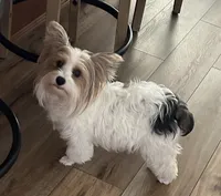 Dolly's Litter, a  Yorkshire Terrier for sale in Bellevue, NE – 1 of 10