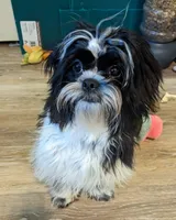 Snookums, a female Shih Tzu for sale in Bellevue, NE – 3 of 6