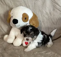 Streak, a male Yorkshire Terrier for sale in Bellevue, NE – 3 of 6