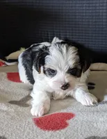 Sophie, a female Yorkshire Terrier for sale in Bellevue, NE – 3 of 3